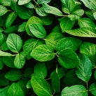 Adjuvants & Additives