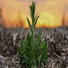 Row Crop Burn Down