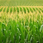 Corn