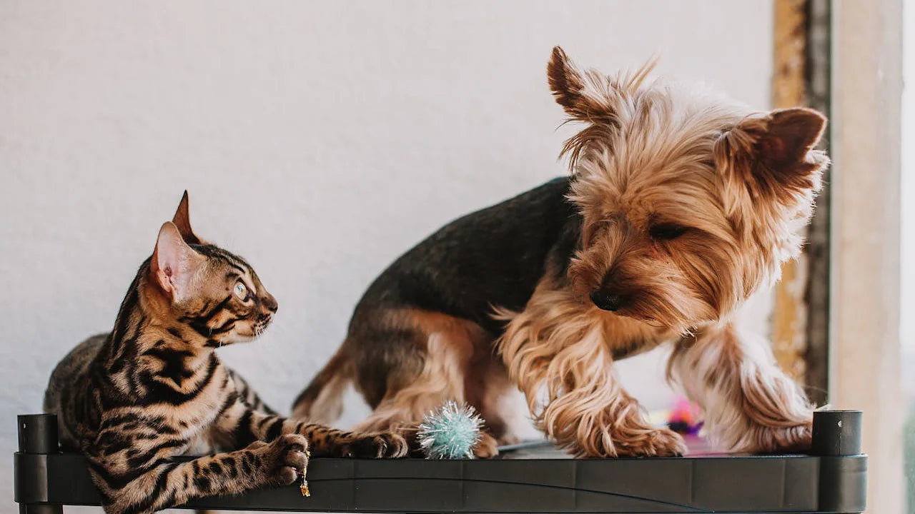 Pet Food and Supplies