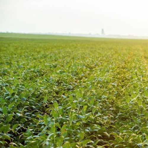 Soybean field