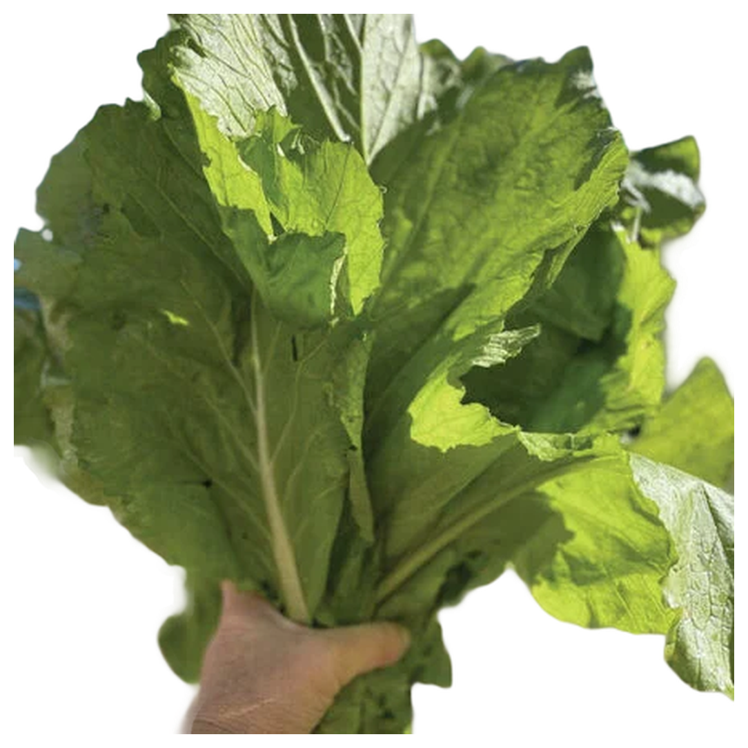 Broadleaf Mustard – Smooth Leaf Seed – 1 lb