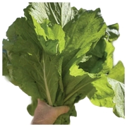 Broadleaf Mustard – Smooth Leaf Seed – 1 lb