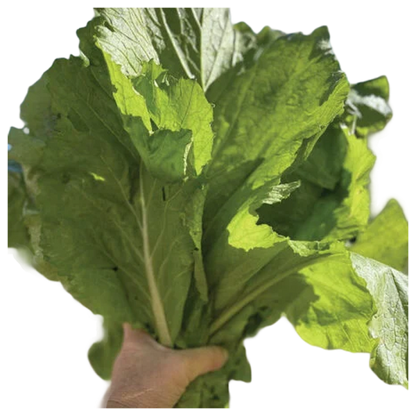 Broadleaf Mustard – Smooth Leaf Seed – 1 lb