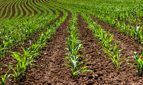 Crop field 