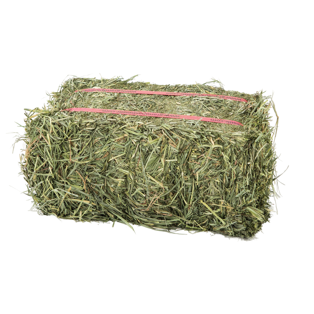 Orchardgrass - 1 lb Bag