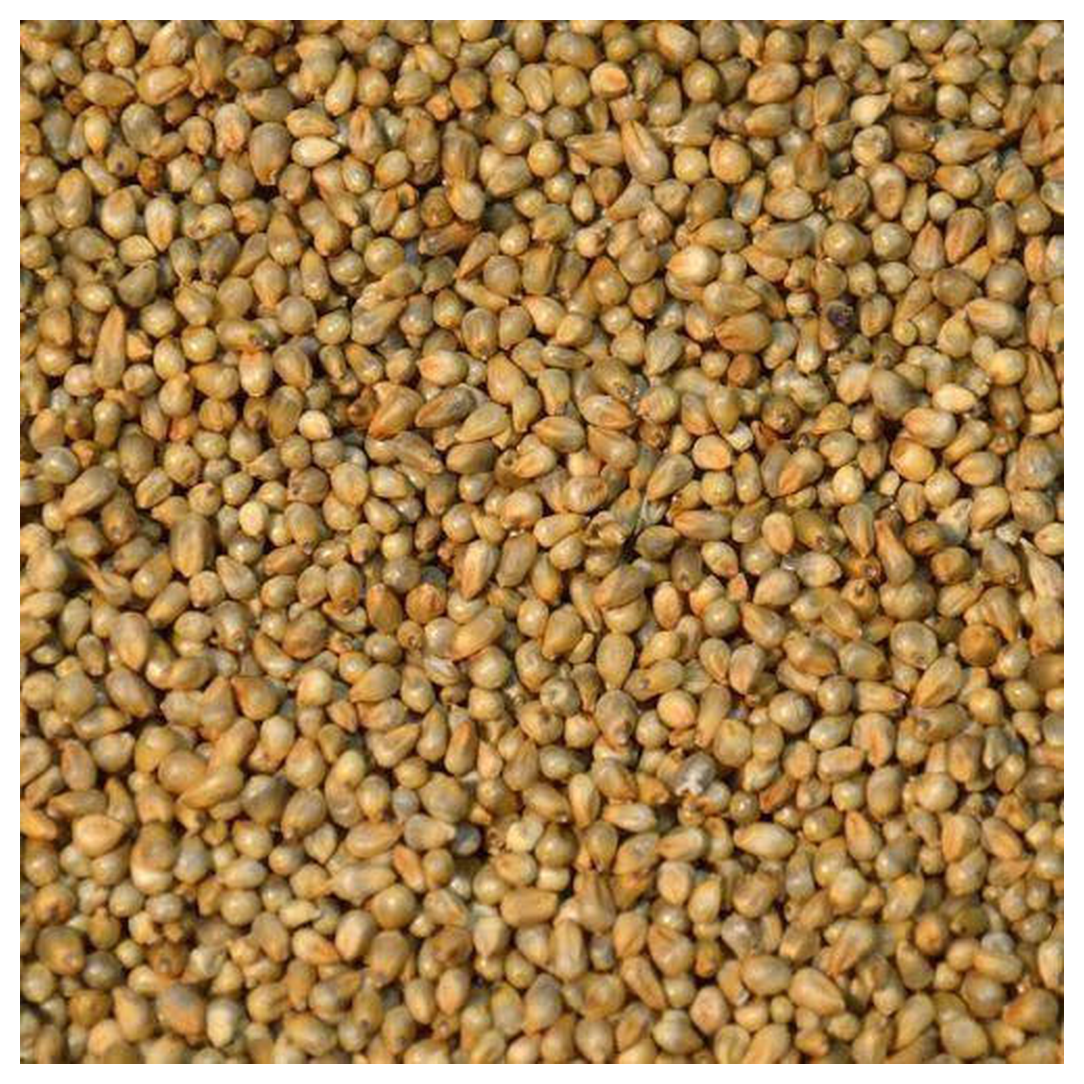 Pearl Millet Seed – 50 lb Bag