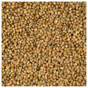 Pearl Millet Seed – 50 lb Bag