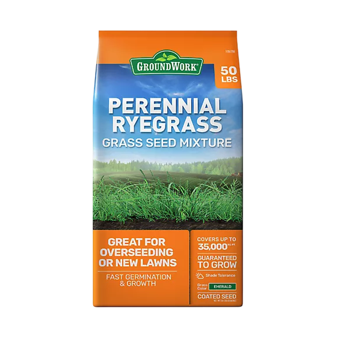 Perennial Ryegrass Seed – 1 lb