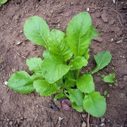 Seven Top Turnip Seed - 10 lb Bag