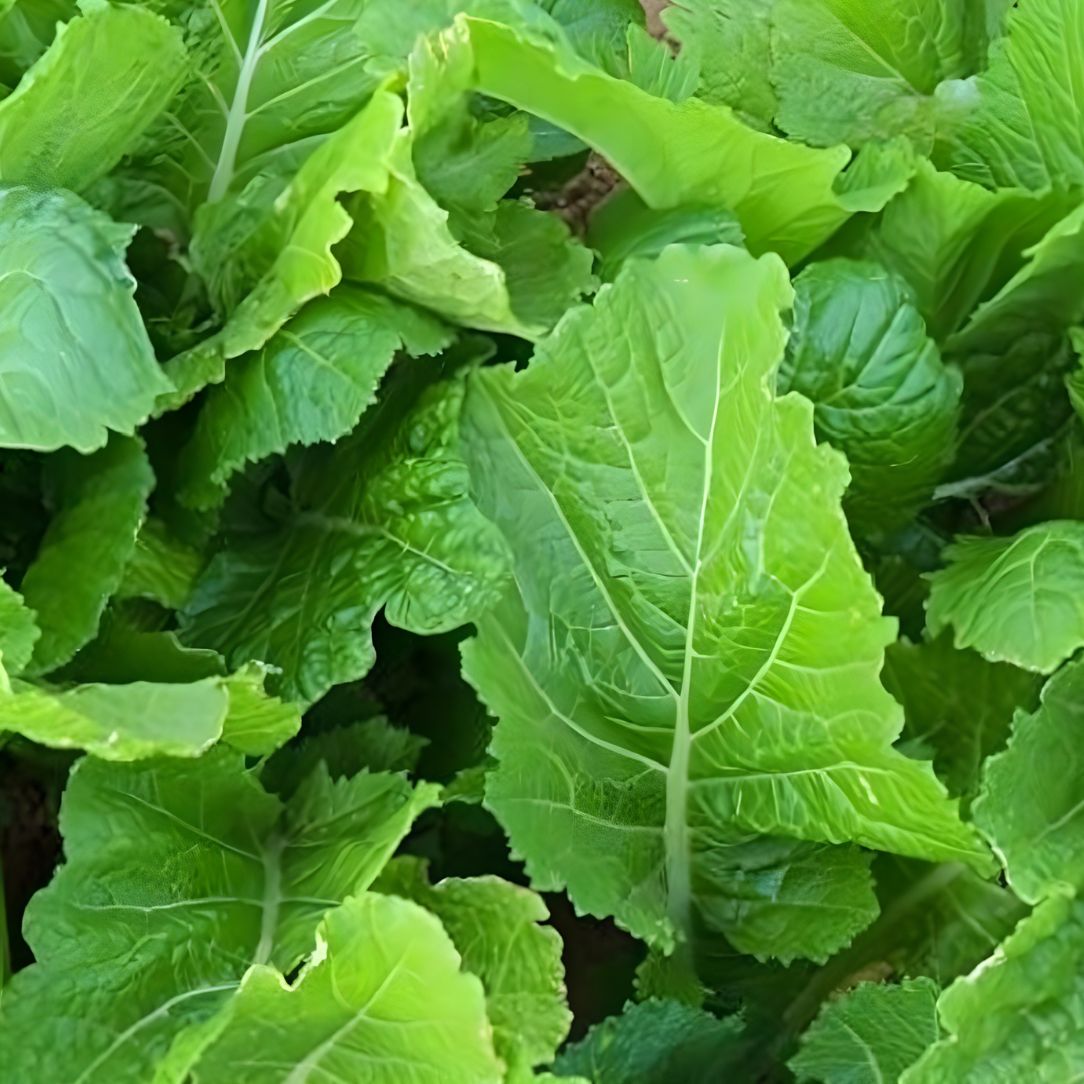 Broadleaf Mustard – Curly Leaf Seed – 1 lb