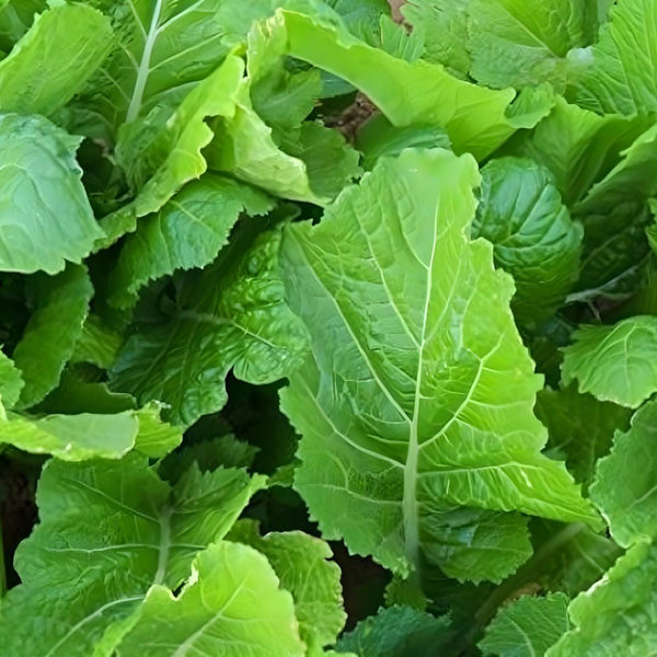 Broadleaf Mustard – Curly Leaf Seed – 1 lb