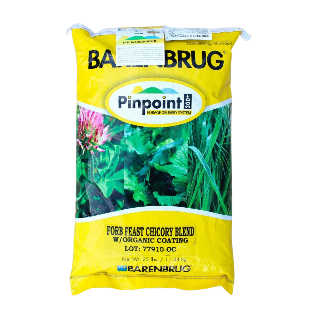 Chicory Seed 1 lb Bag