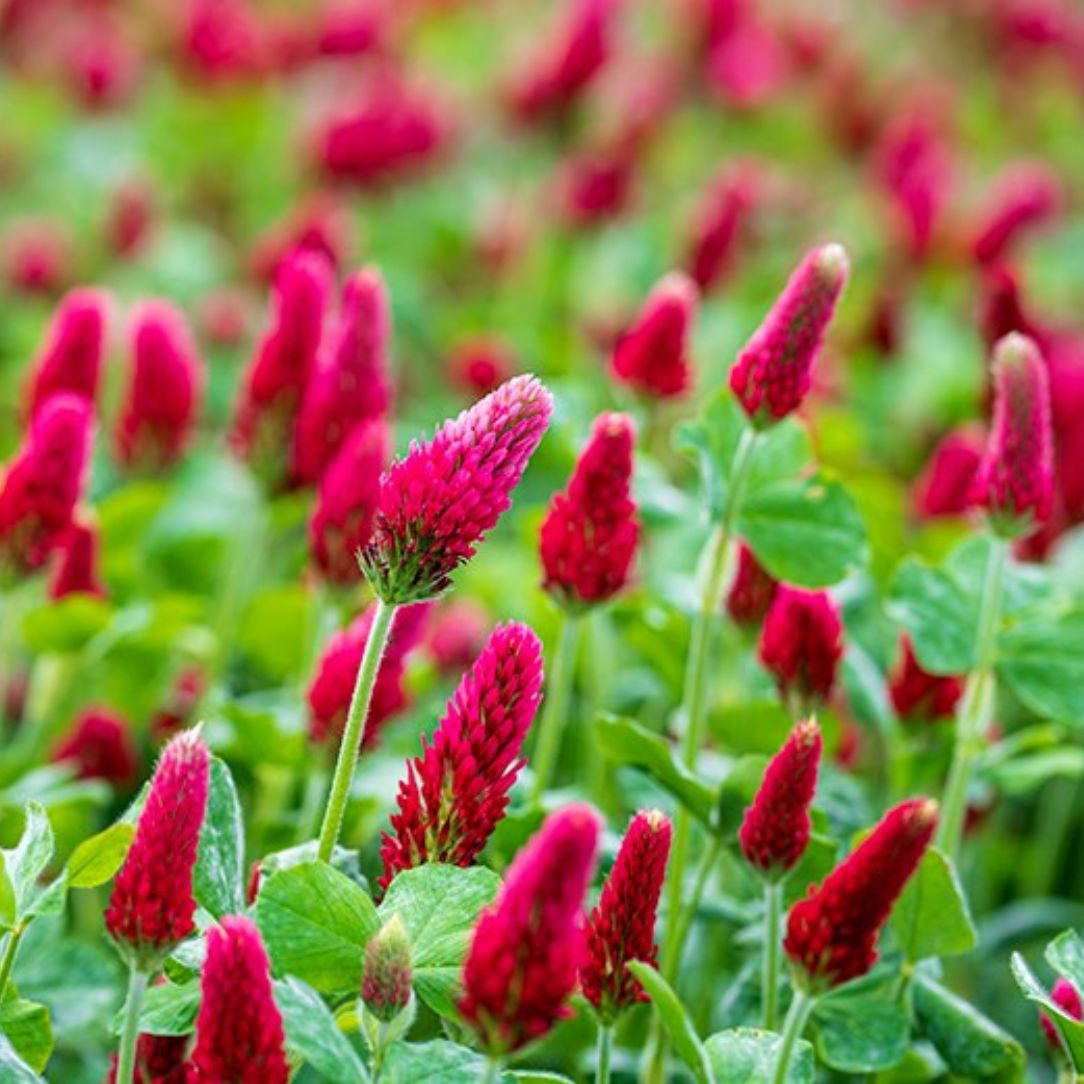 Crimson Clover