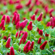 Crimson Clover