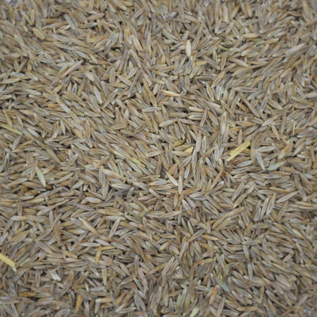 Teton Tall Fescue - 50 lb Bag
