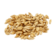 Triticale Seed – 50 lb Bag