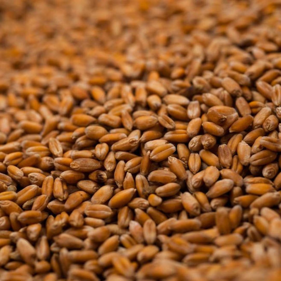 VNS Wheat - 50 lb Bag